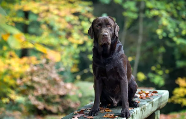 Autumn, Park, bench, dog