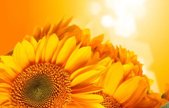 Picture sunflowers, orange, background