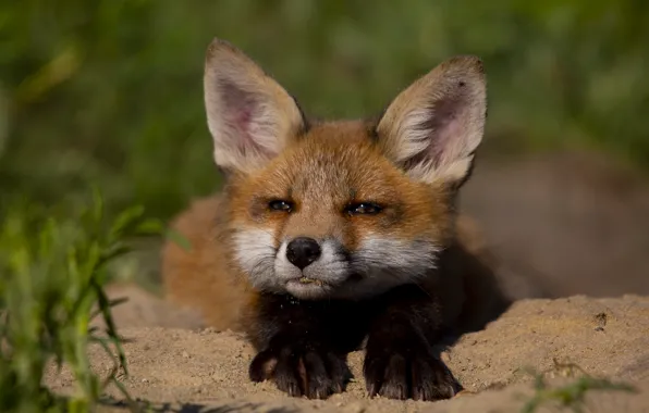 Picture face, nature, animal, cub, Fox