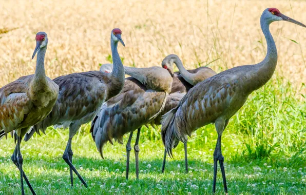 Birds, group, cranes