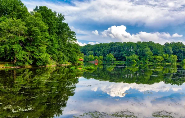 Forest, the sky, water, clouds, trees, lake, Park, reflection