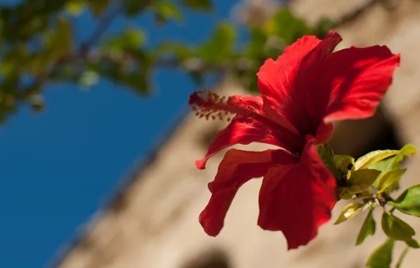 Flower, the sky, leaves, macro, light, red, blue, background