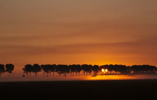 Picture fog, morning, trees