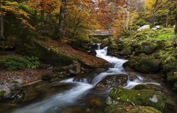 Autumn, forest, stones, for, foliage, waterfall, moss, river