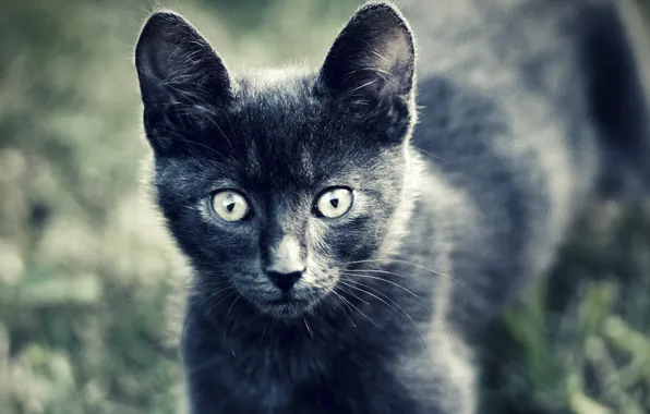 Cat, animals, eyes, look, kitty, grey, wool