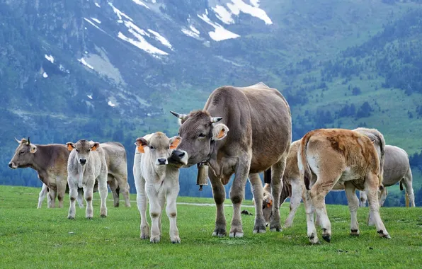 Animals, Cows, Buffalo