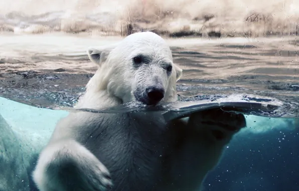 White, glass, water, drops, ice, bear