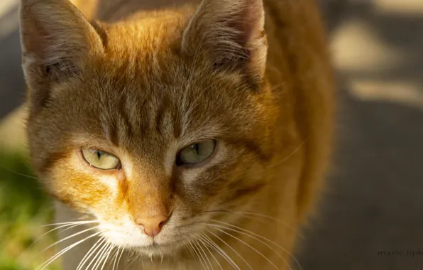 Cat, cat face, cat eye, cat cameras