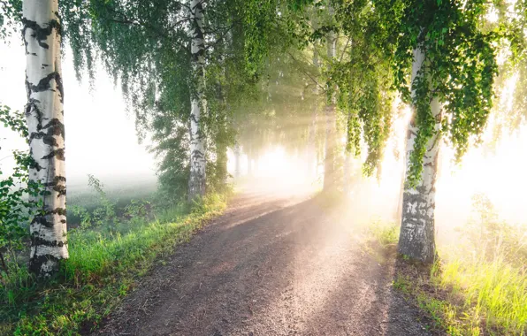 Picture road, summer, light, fog, morning, birch