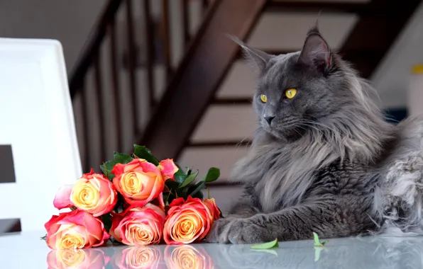 Cat, cat, look, face, flowers, grey, portrait, roses