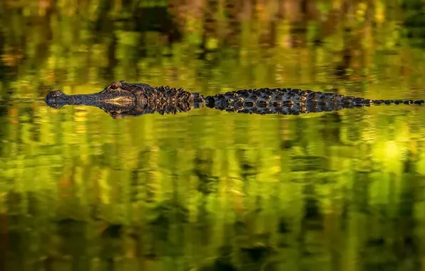 River, crocodile, Aligator