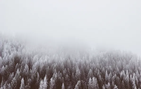 Winter, forest, trees