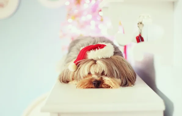 Picture background, holiday, Wallpaper, mood, hat, new year, dog, christmas