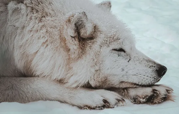Nature, predator, animal, wolf, wildlife, portrait, portrait., Canis lupus. face