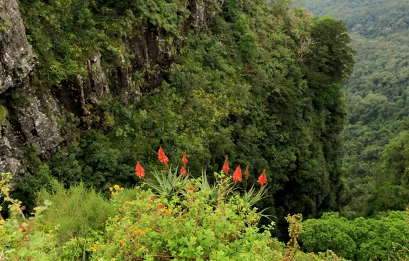 Picture Mountains, Flowers, Greens, Nature, Rocks, Summer, Green, Nature