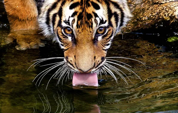 Language, eyes, mustache, look, water, tiger, tiger, drinking