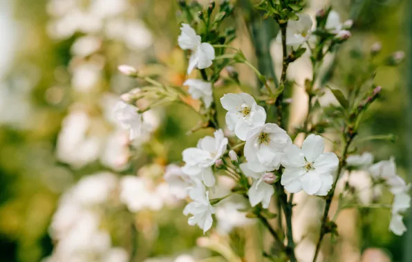 Leaves, flowers, branch, spring, Sakura, white, flowering, bokeh