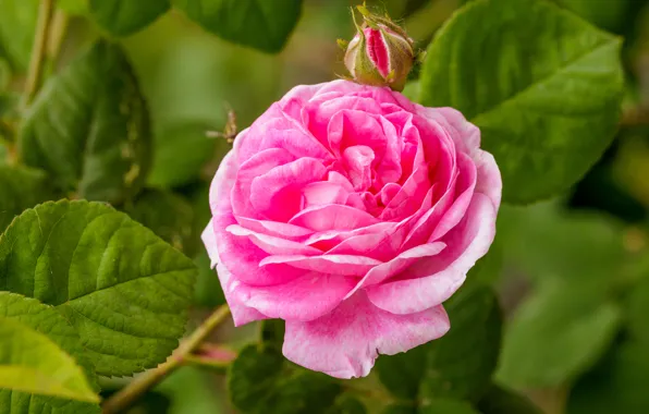 Picture leaves, flowers, roses, pink
