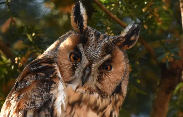 Picture look, owl, bird, Long-eared owl