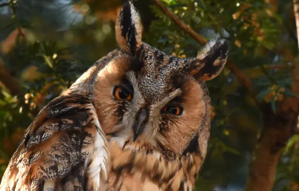 Look, owl, bird, Long-eared owl