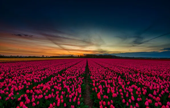 The sky, spring, tulips, beautiful