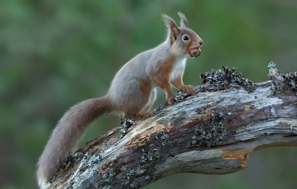 Look, nature, pose, tree, walnut, protein, log, grey