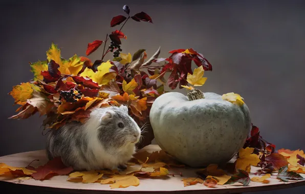 Autumn, animals, leaves, October, pumpkin, Guinea pig, composition