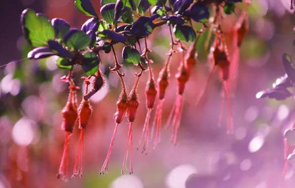 Summer, macro, flowers, glare, fuchsia