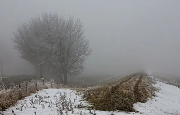 Field, autumn, fog, the fence