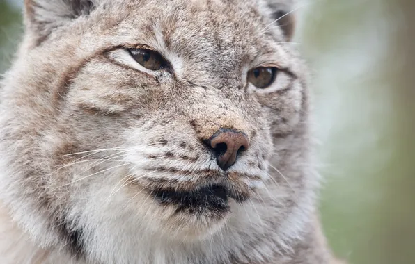 Picture look, face, lynx