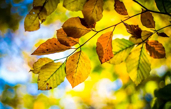 Picture autumn, the sky, leaves, branch