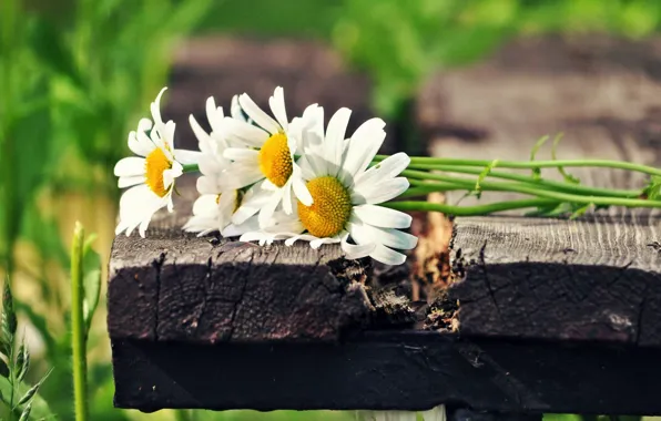 Picture white, the sun, flowers, green, background, widescreen, Wallpaper, chamomile