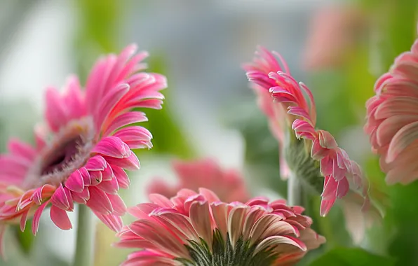 Picture flowers, nature, gerbera