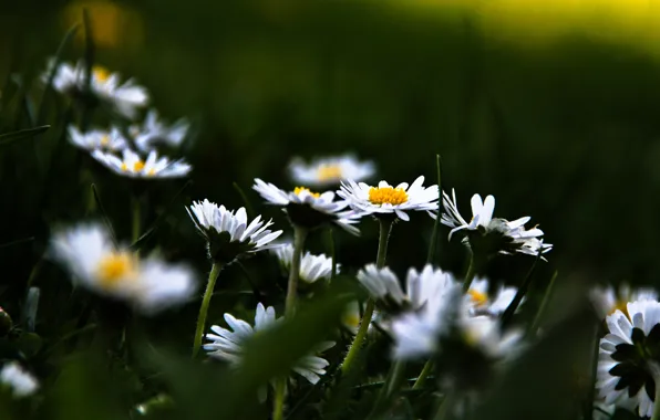 Grass, flowers, background, Wallpaper, glade, chamomile, plants, flowering