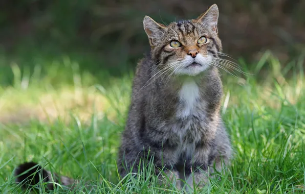 Grass, look, face, pose, sitting, wild cat