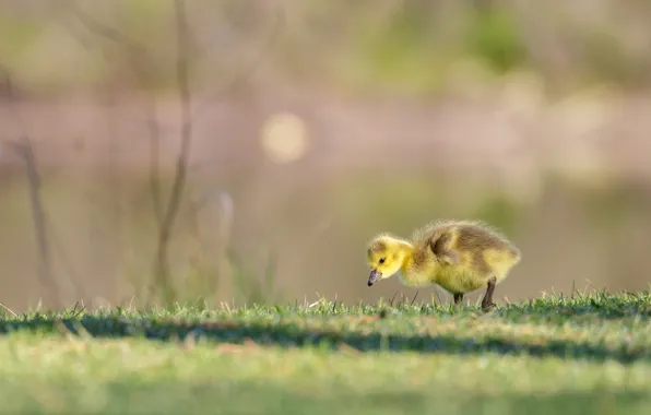 Picture baby, duck, chick, The Canada goose