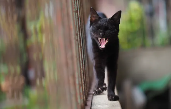 Cat, black, yawns