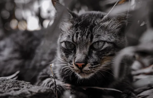 Picture Look, Cat, Mustache, Cat, Eyes, Face, Black and white, Animal