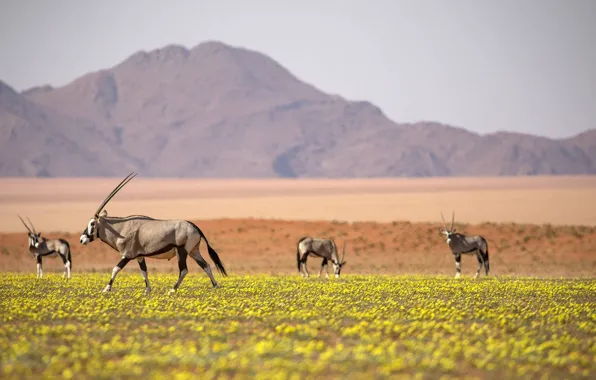 Picture africa, animal, wildlife, Large antelope