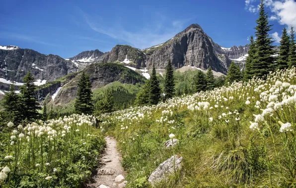 Picture flowers, mountains, meadow