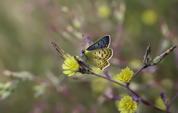 Macro, flowers, background, butterfly, blur, branch, yellow, insect