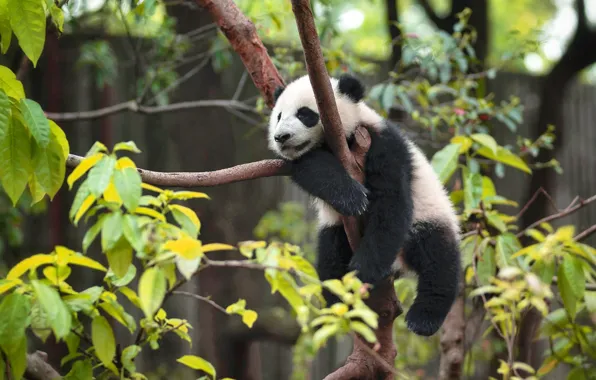 Pose, tree, stay, foliage, baby, bear, Panda, sleeping