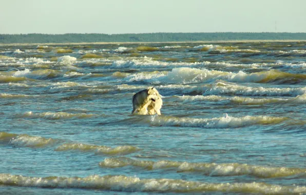 Sunset, Sea, Dog, Wave