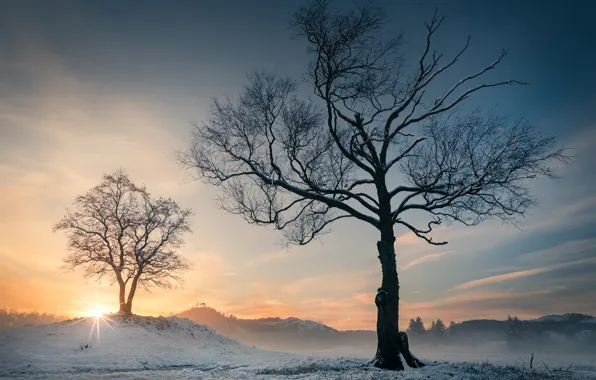 Winter, trees, sunset, Norway