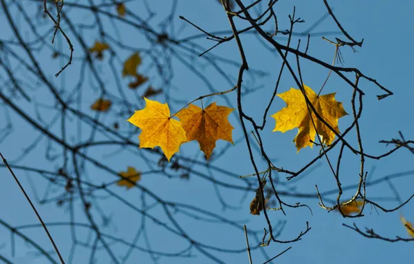 Autumn, the sky, leaves, branches, blue, tree, yellow, maple