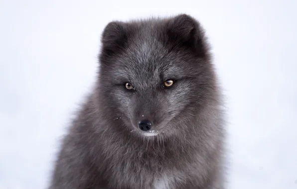 Picture look, muzzle, Fox