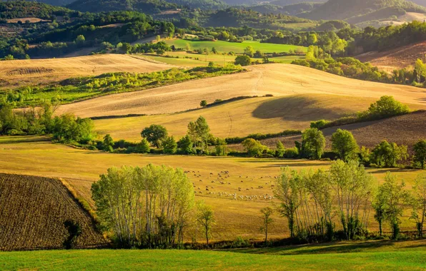 Picture field, trees, nature