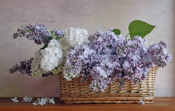 Picture basket, still life, gently, lilac