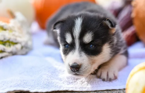 Picture pose, background, dog, baby, puppy, fabric, lies, pumpkin