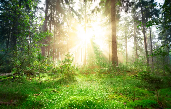 Greens, forest, the sun, rays, light, bright, lights, trunks